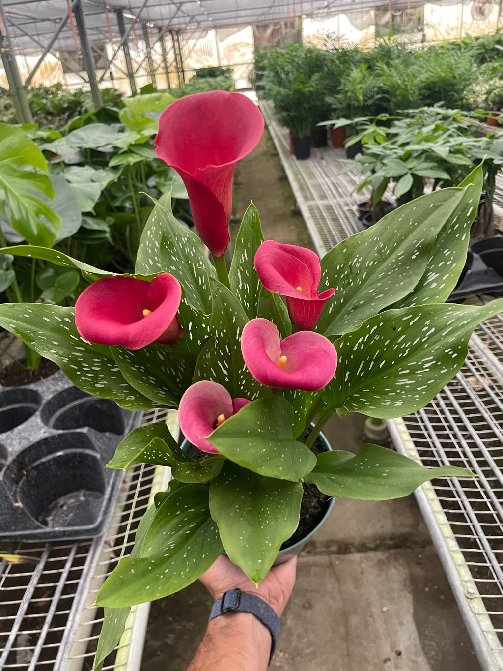 Calla Lily - Holiday Corner