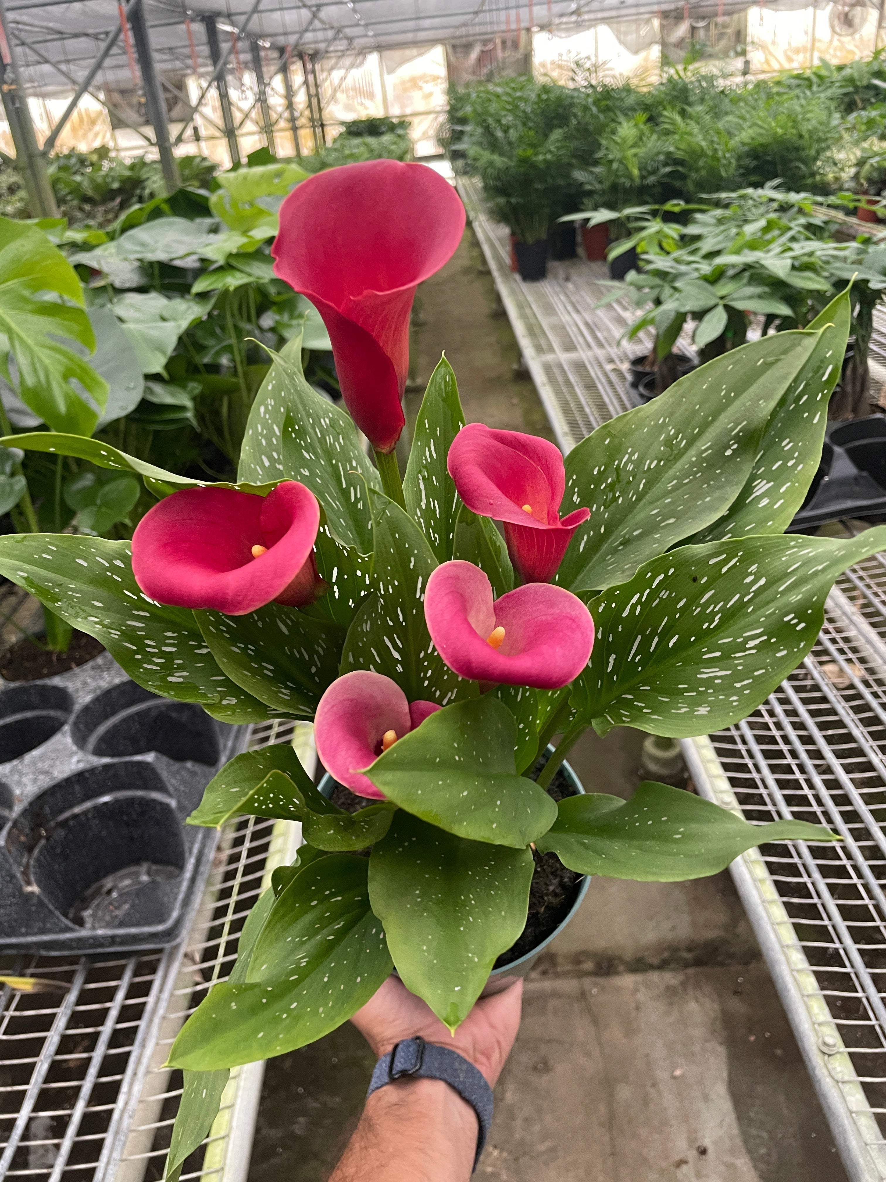 Calla Lily - Holiday Corner