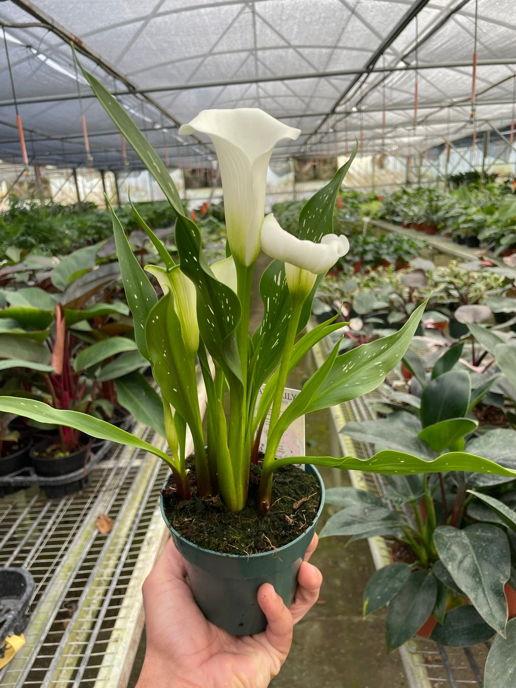 Calla Lily - Holiday Corner