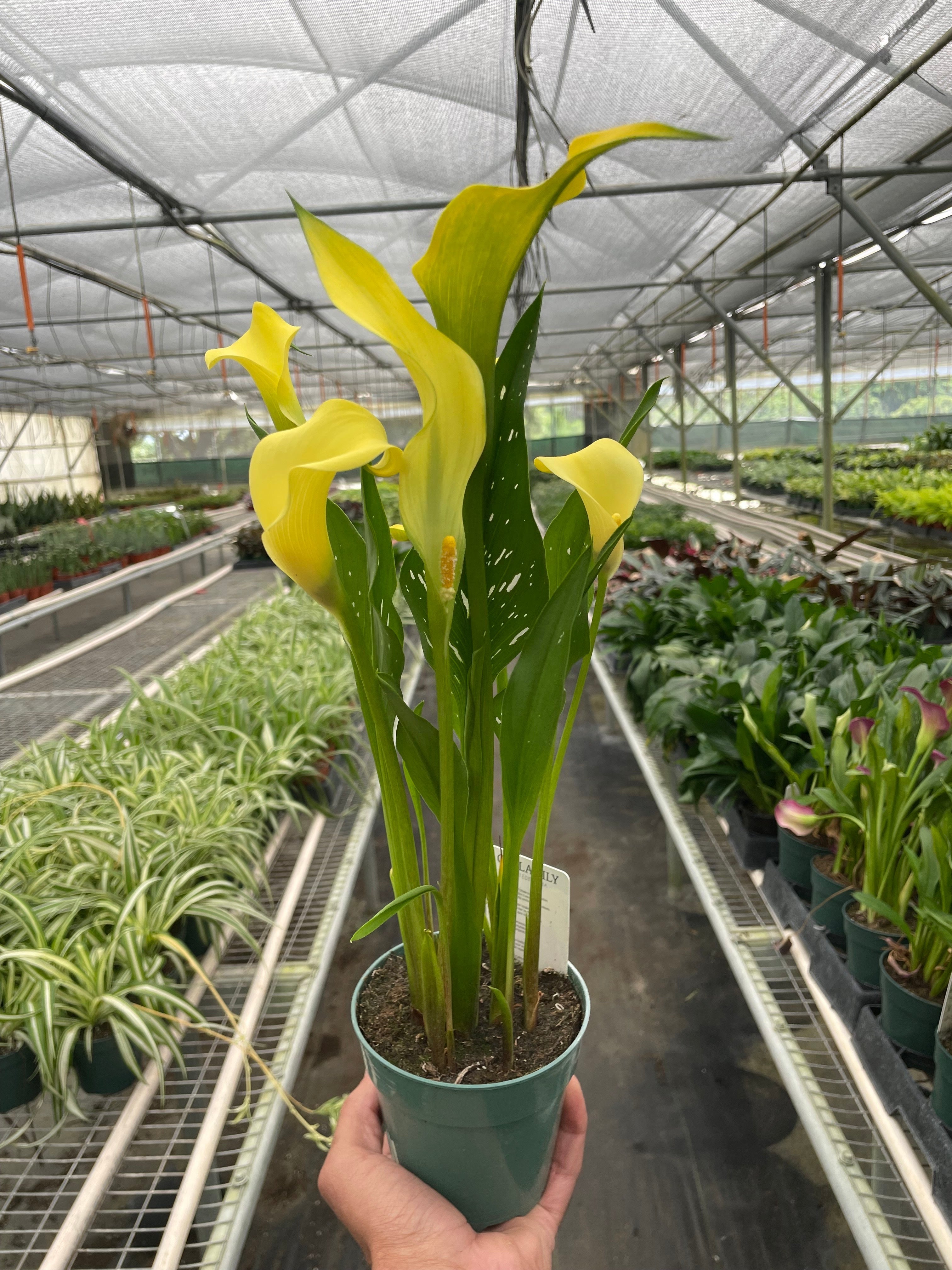 Calla Lily - Holiday Corner