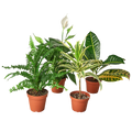 Air Purifying Variety Bundle - Holiday Corner