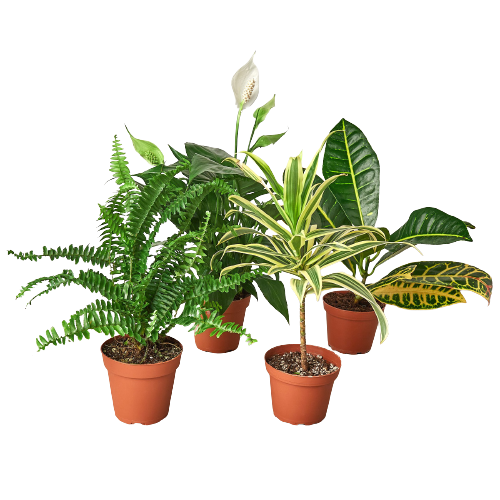 Air Purifying Variety Bundle - Holiday Corner