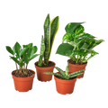 Easy Care Variety Bundle - Holiday Corner