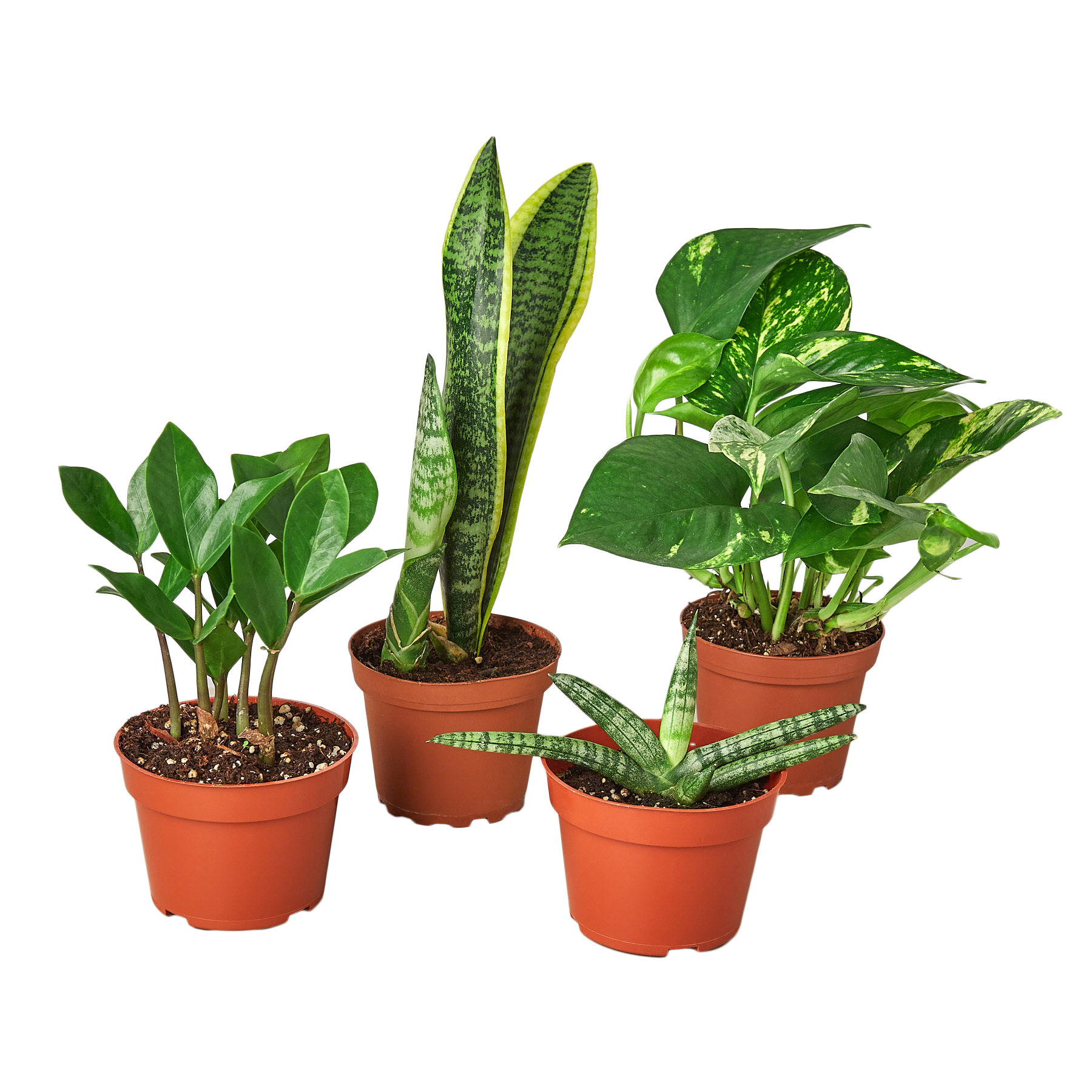 Easy Care Variety Bundle - Holiday Corner