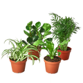 Pet Friendly Variety Bundle - Holiday Corner