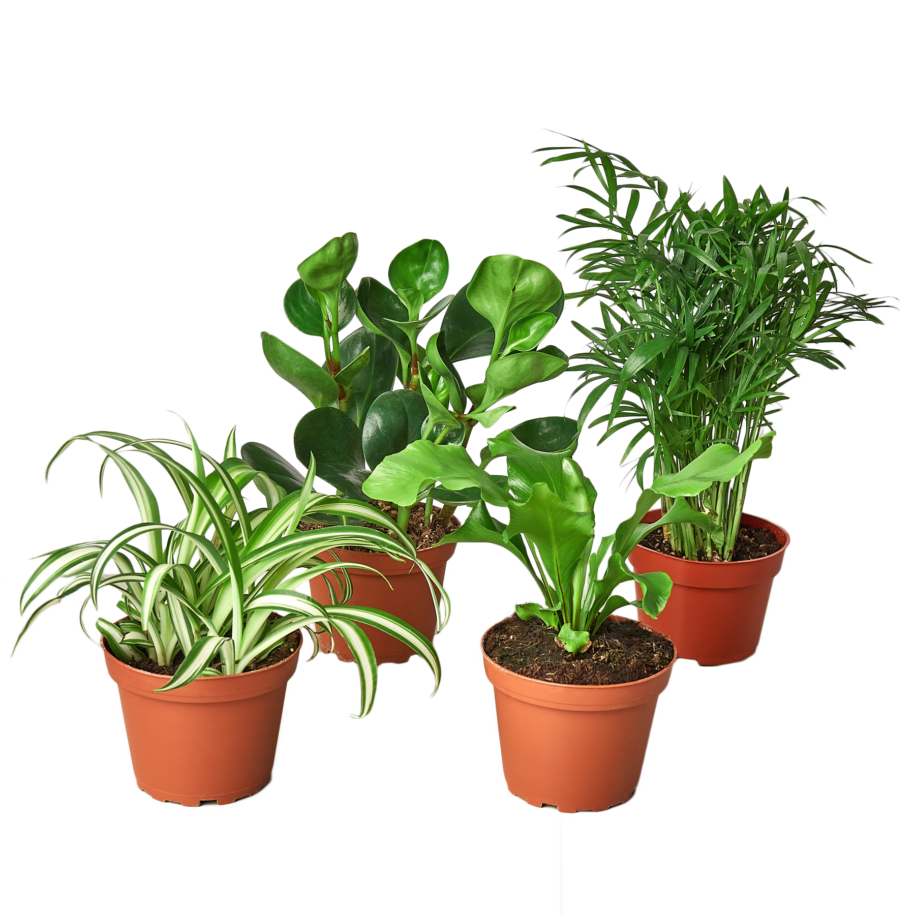 Pet Friendly Variety Bundle - Holiday Corner