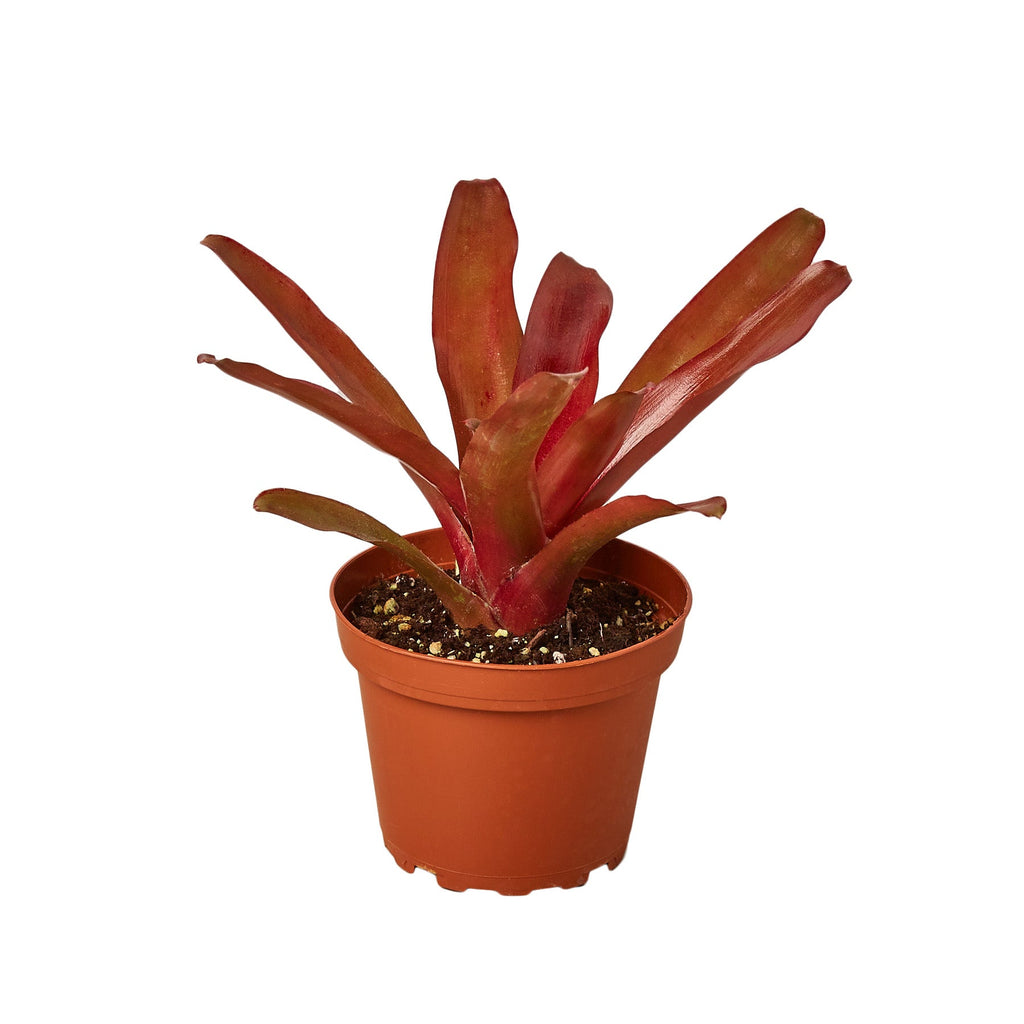 Bromeliad 'Fireball' - Holiday Corner