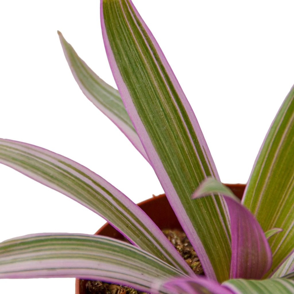 Oyster Plant 'Moses in the Cradle' - Holiday Corner