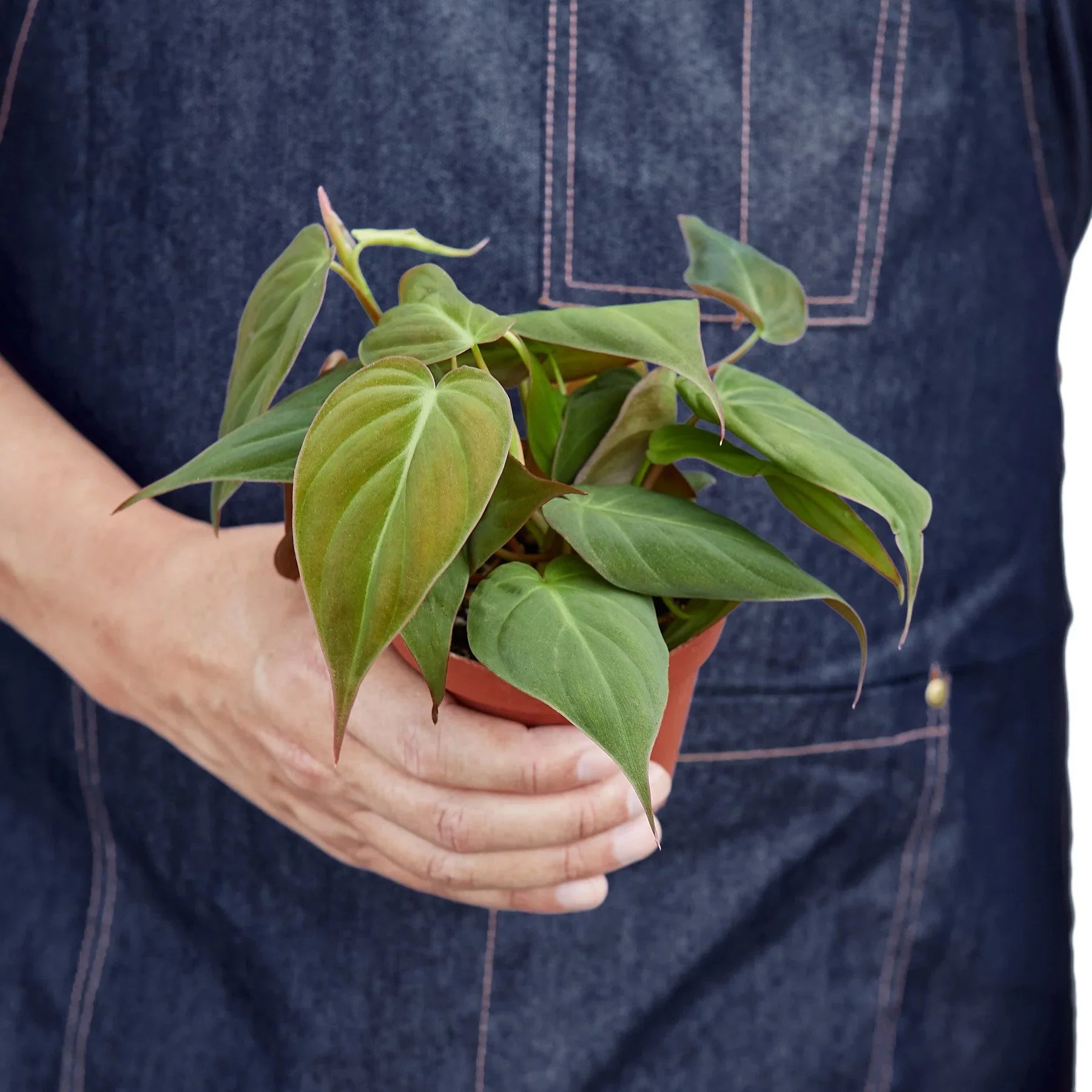 Philodendron 'Velvet' - Holiday Corner