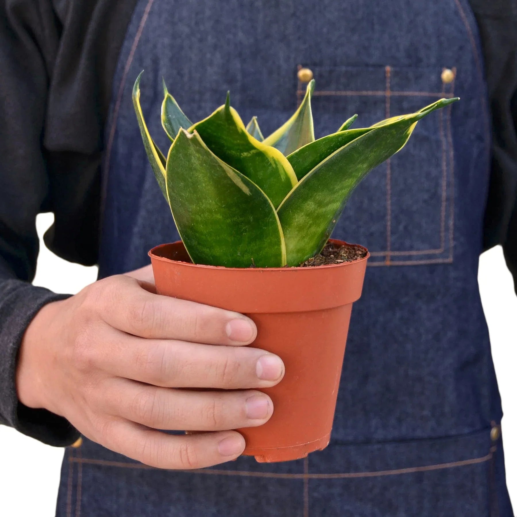 Snake Plant Emerald Star - Holiday Corner