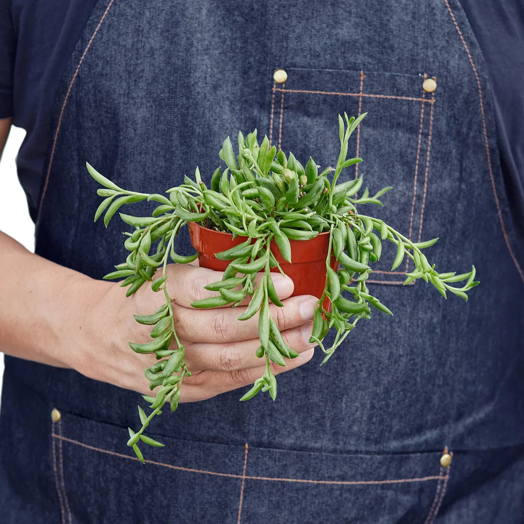 Succulent 'String of Bananas' - Holiday Corner