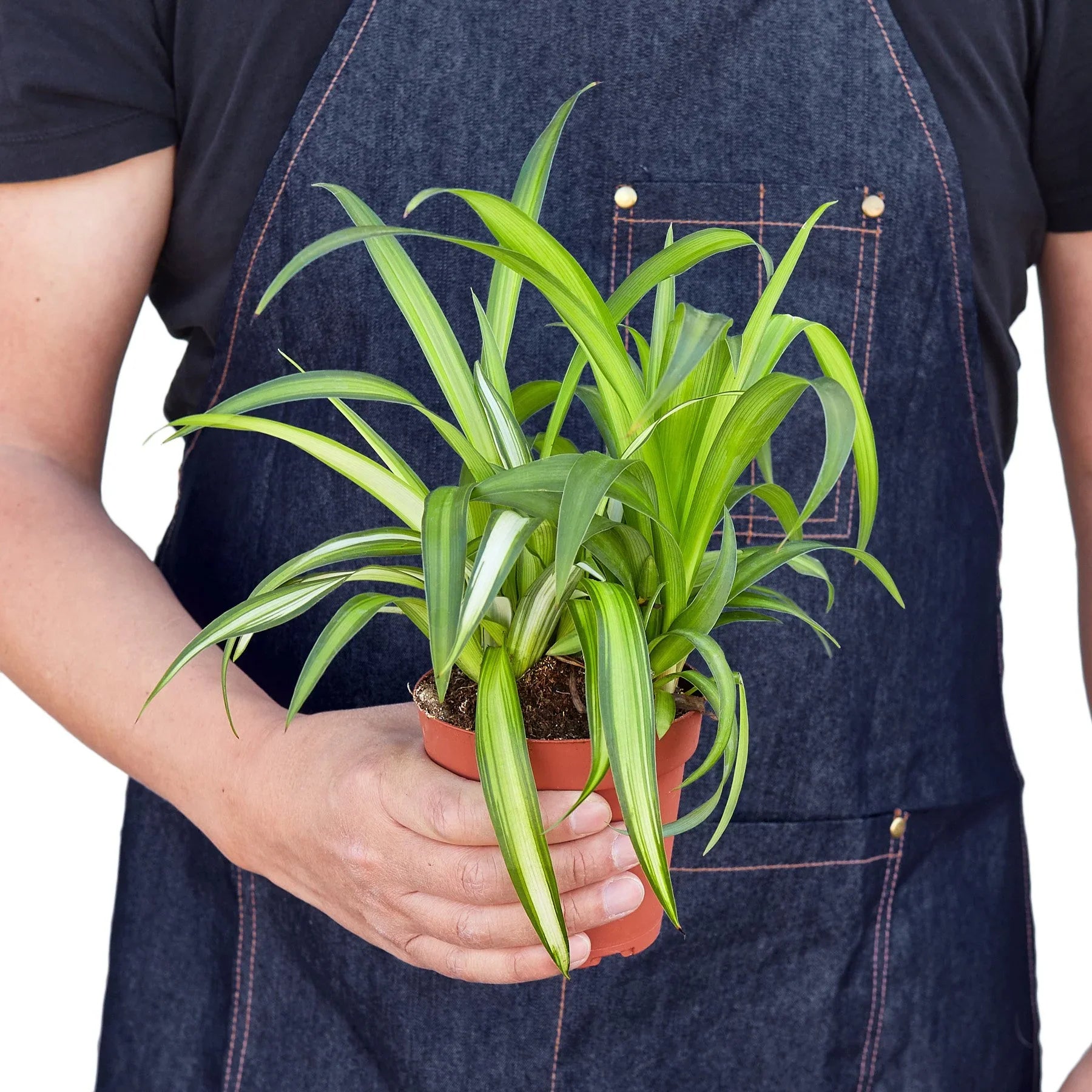 Spider Plant Hawaiian - Holiday Corner