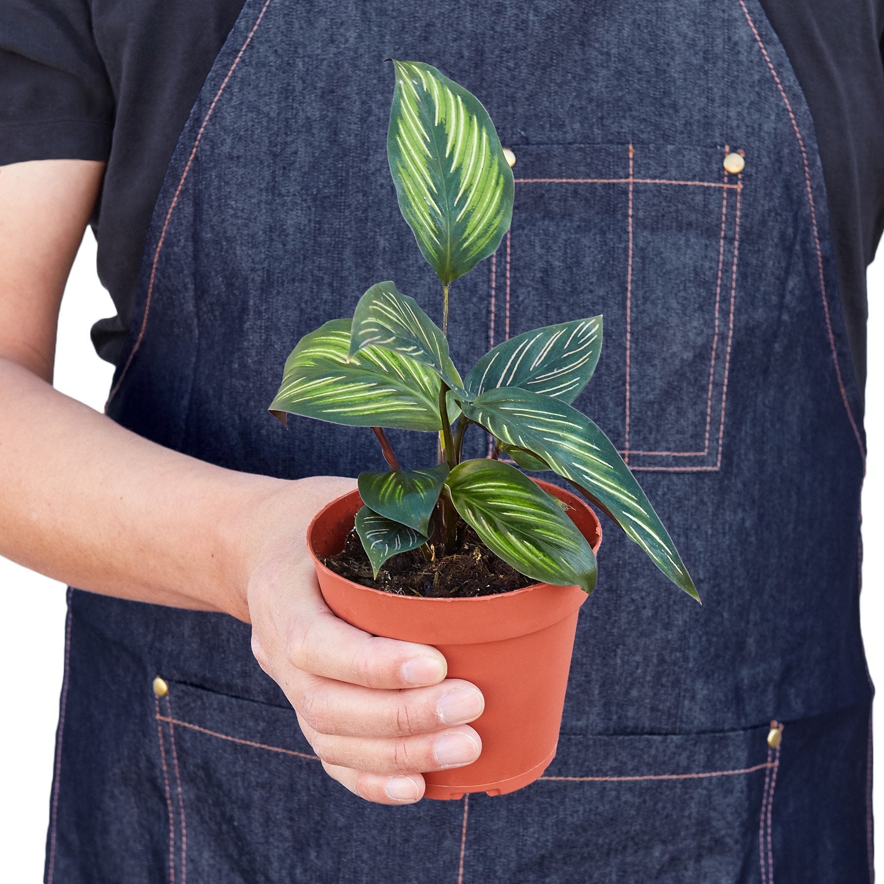 Calathea 'Beauty Star' - Holiday Corner