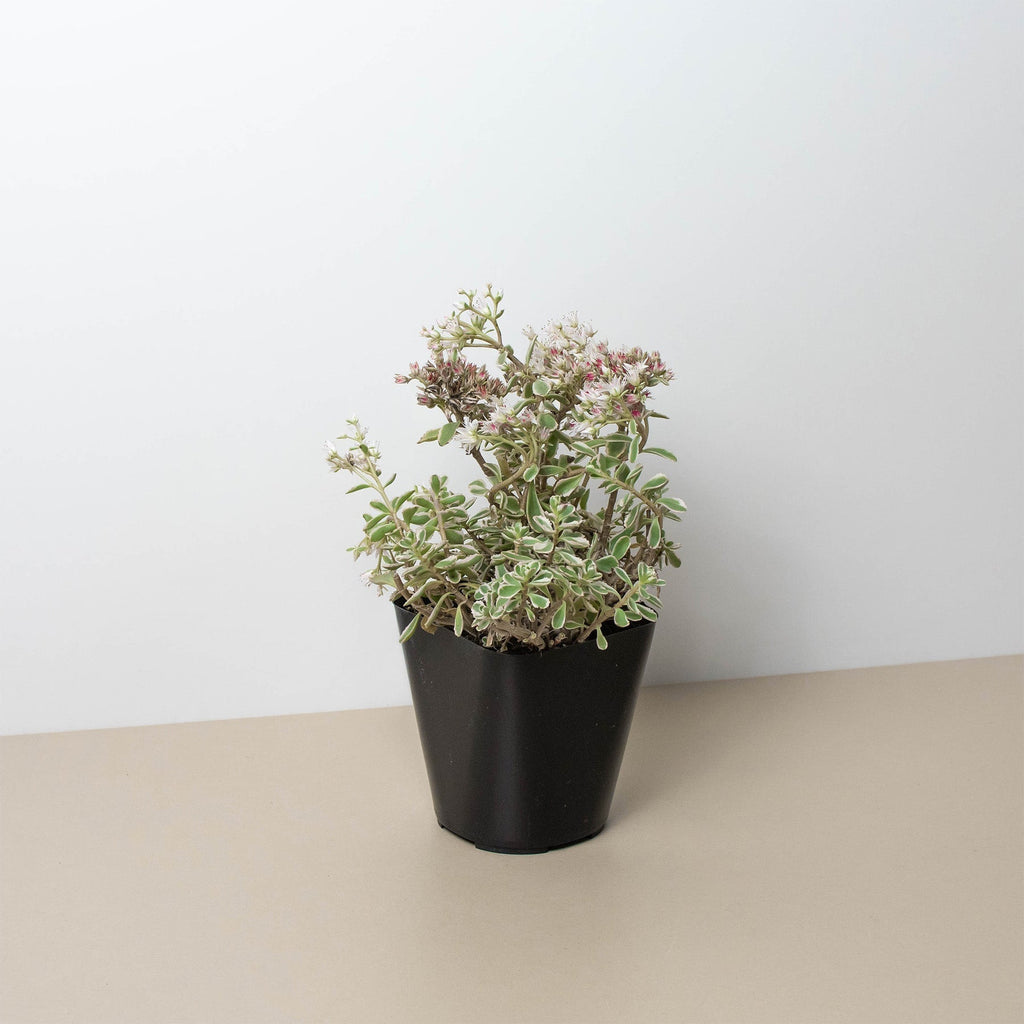 Sedum Tricolor - Holiday Corner