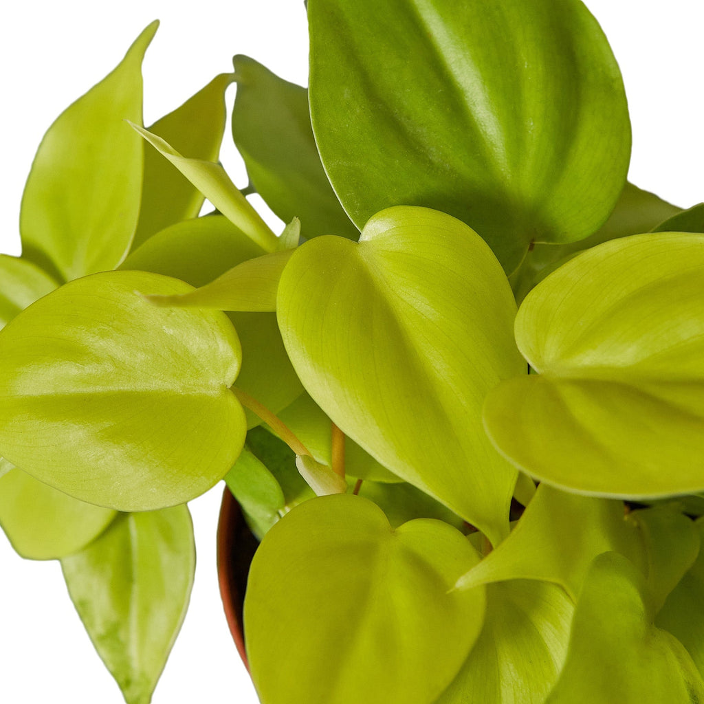 Philodendron 'Neon' - Holiday Corner