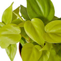 Philodendron 'Neon' - Holiday Corner