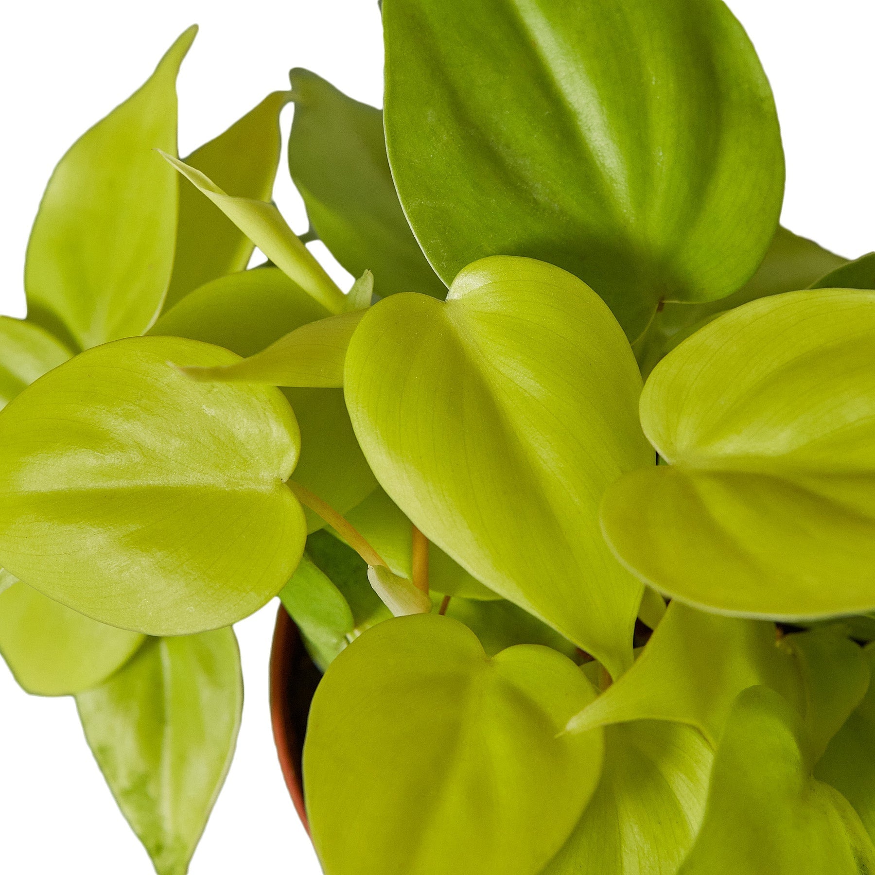 Philodendron 'Neon' - Holiday Corner