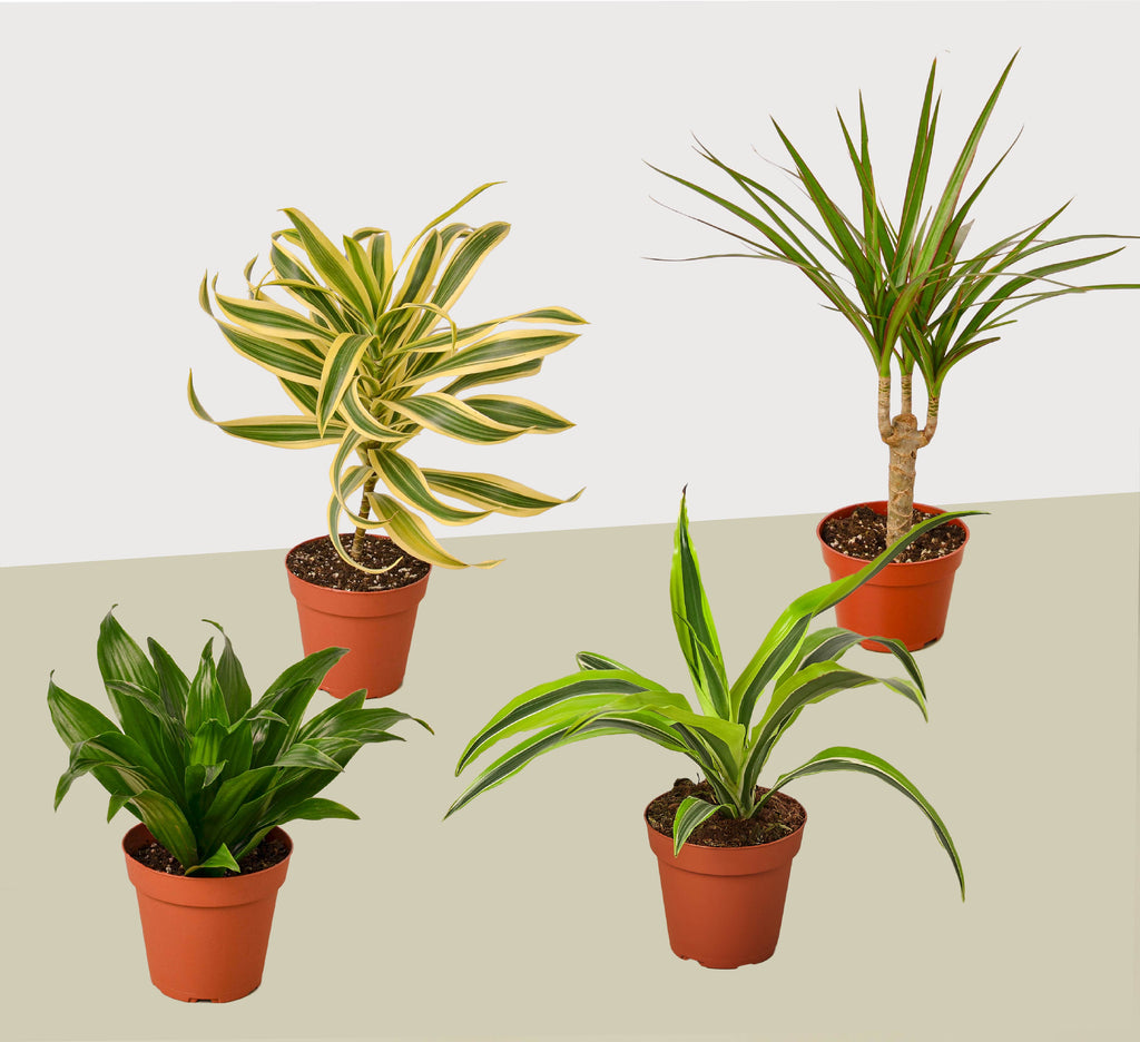4 Different Dracaenas Variety Pack - Live House Plant - FREE Care Guide - 4" Pot - Holiday Corner