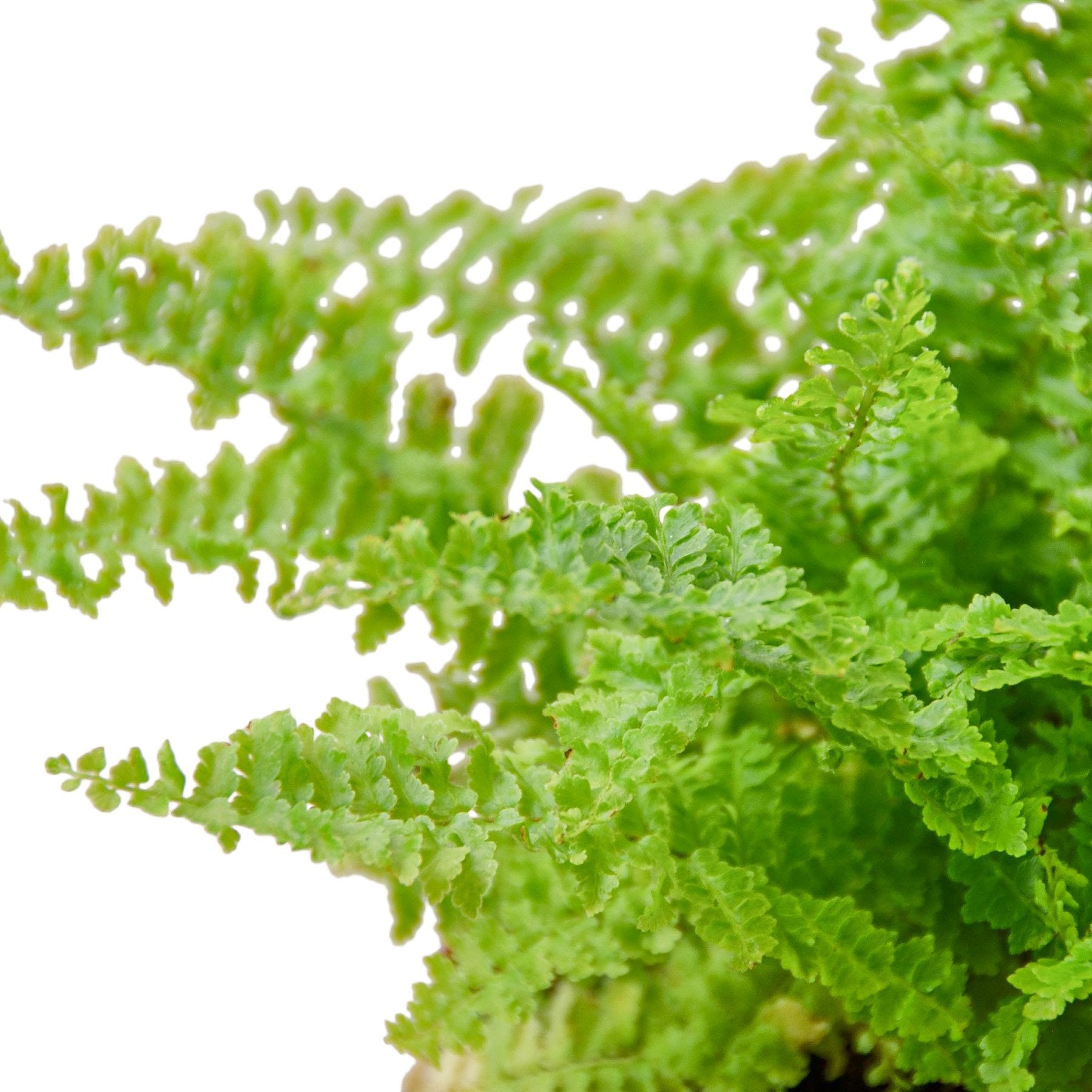 Cotton Candy Fern - Holiday Corner