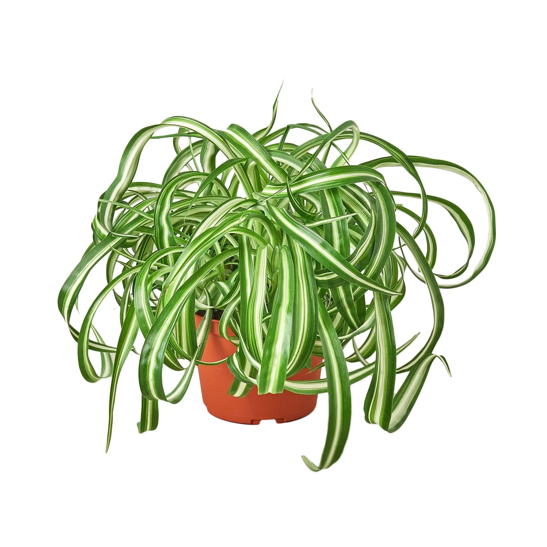 Spider Plant 'Bonnie' - Holiday Corner