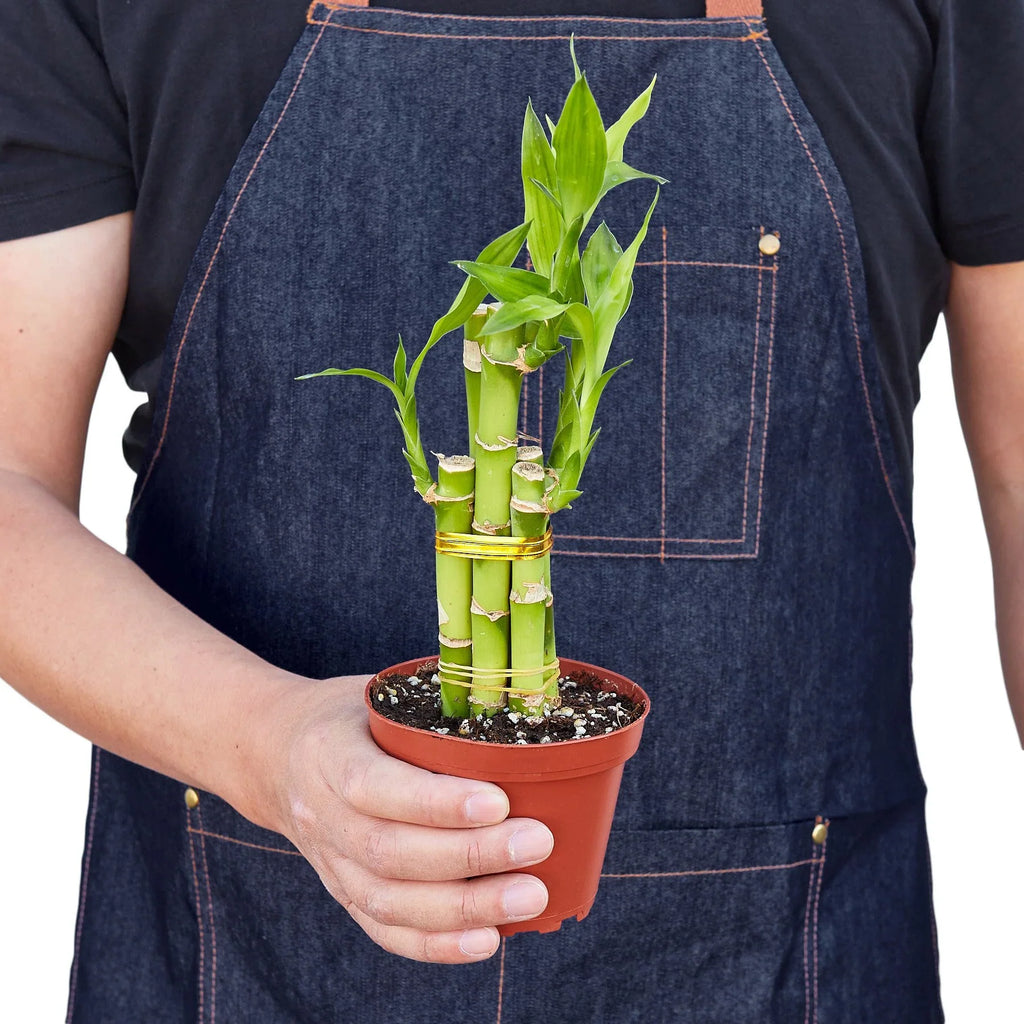 Dracaena 'Lucky Bamboo' - Holiday Corner