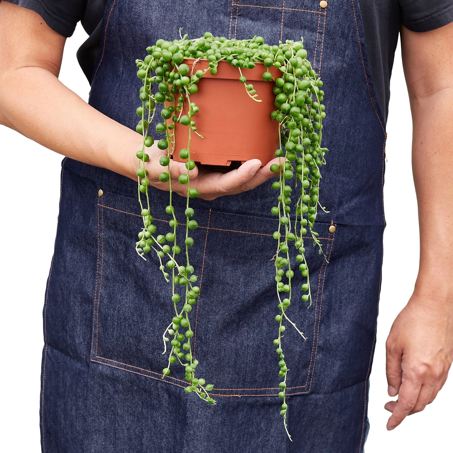 Succulent 'String of Pearls' - Holiday Corner