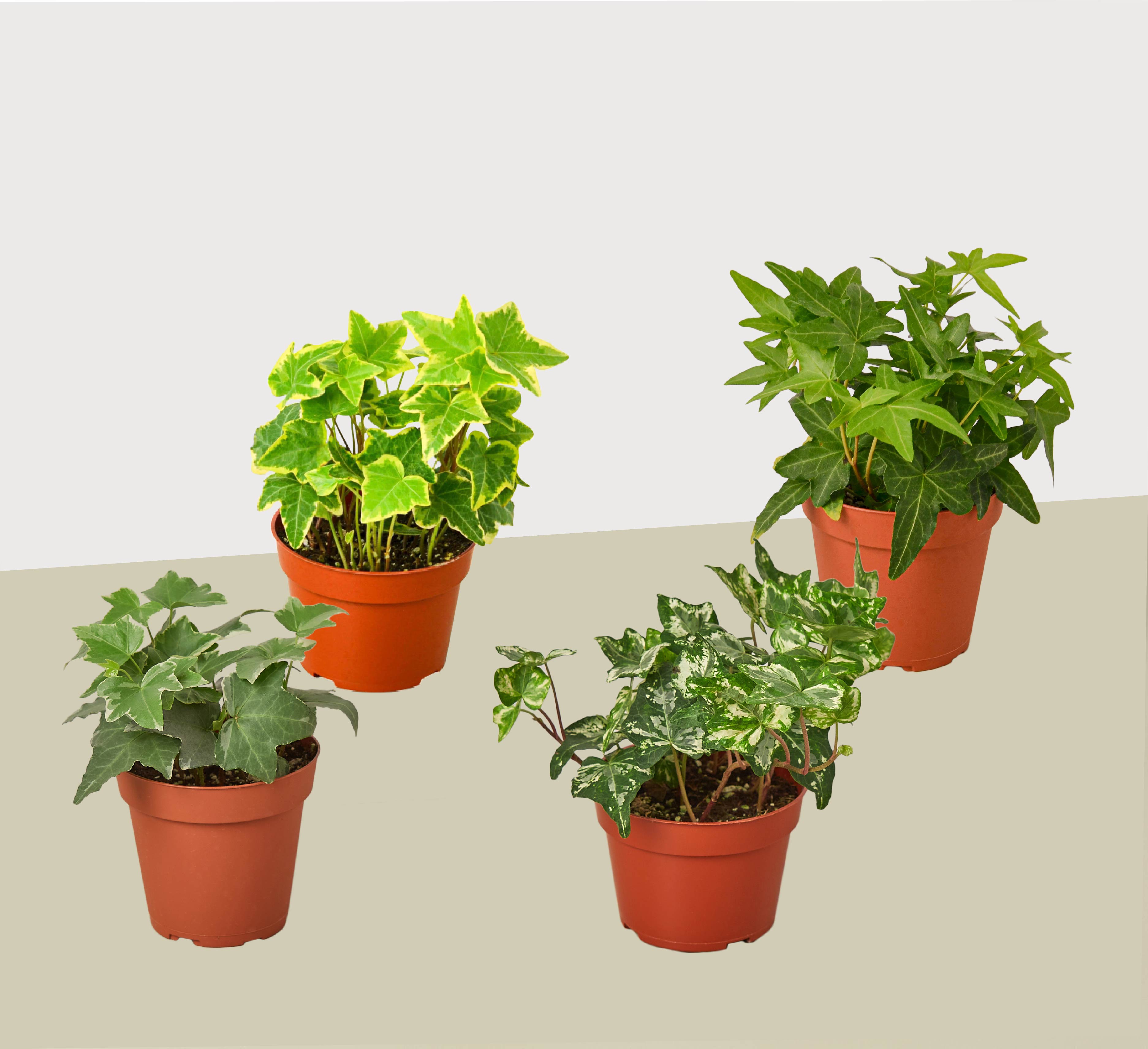 4 Different English Ivy Plants - 4" Pots - Live House Plant - Holiday Corner