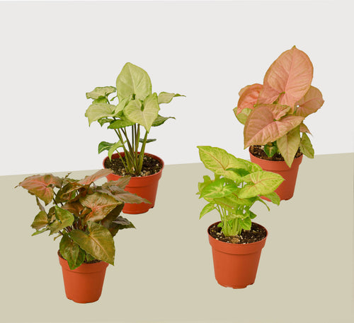 4 Different Syngonium Plants - Arrowhead Plants / 4" Pot / Live Plant - Holiday Corner