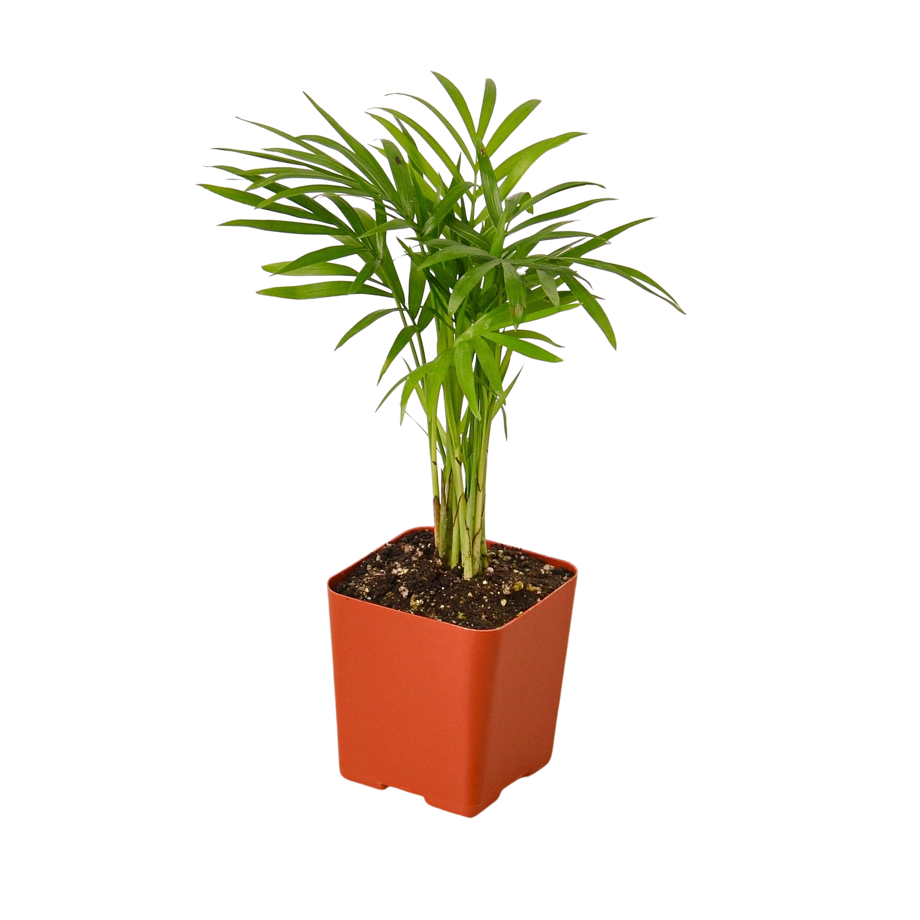 3" Tropical Plant Variety Bundle - Holiday Corner