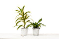 2 Dracaena Variety Pack - 4" Pot - Holiday Corner