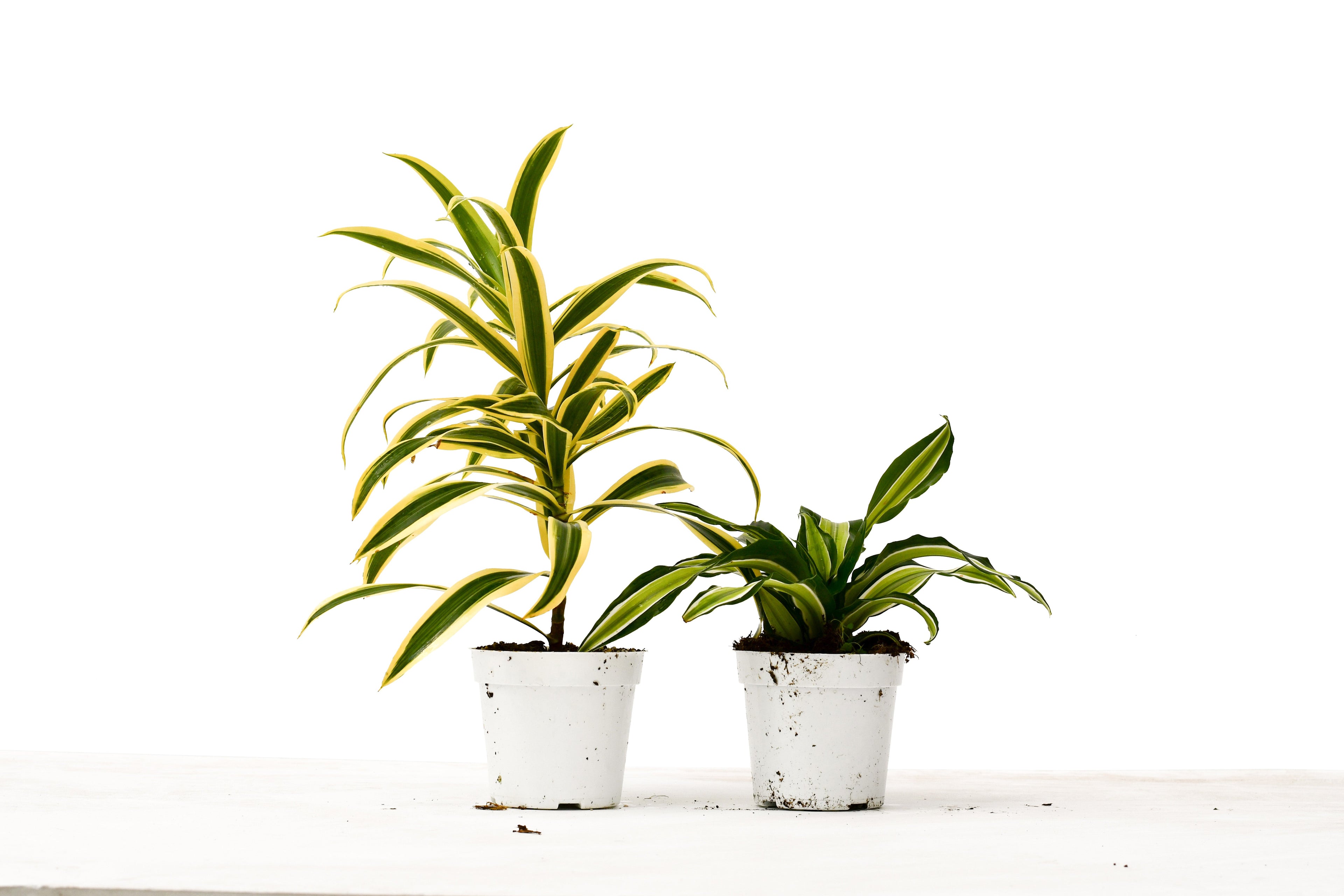 2 Dracaena Variety Pack - 4" Pot - Holiday Corner