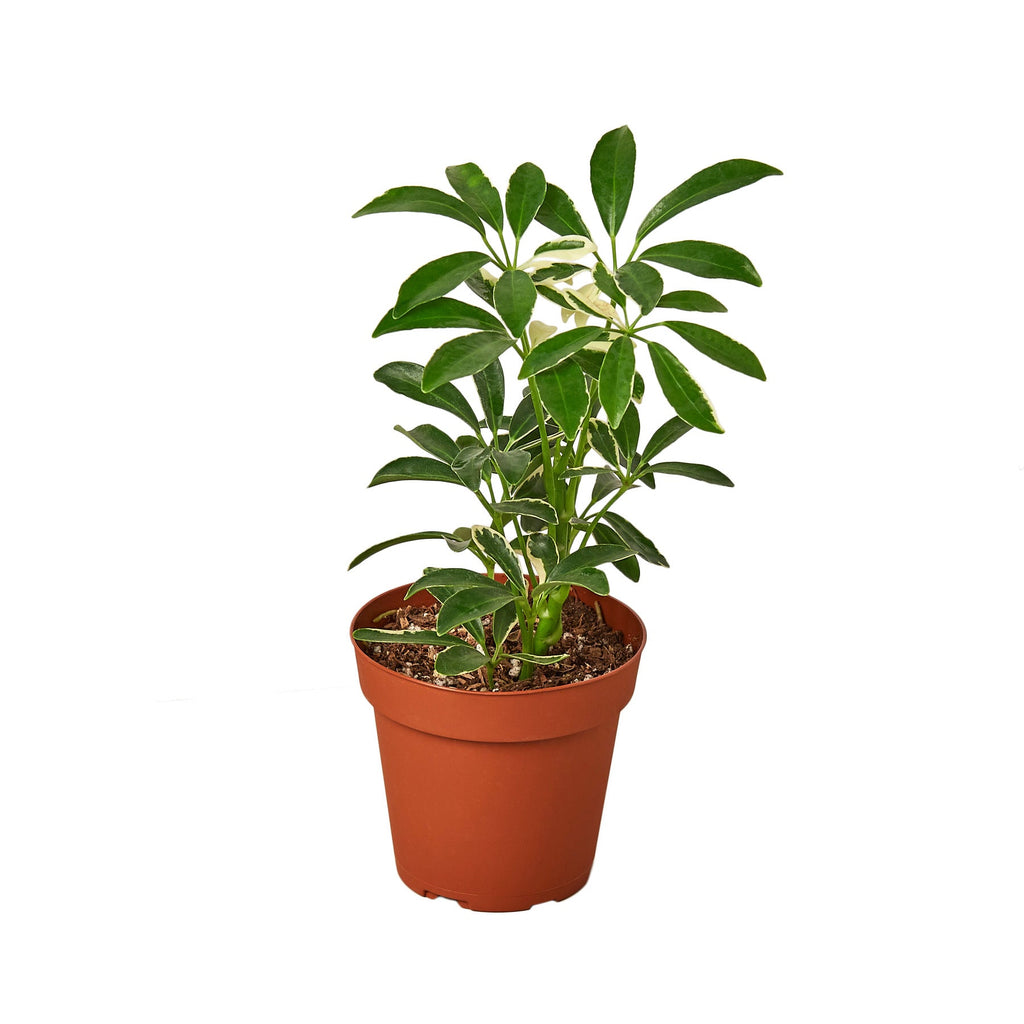 Schefflera Moonlight 'Umbrella Plant' - Holiday Corner