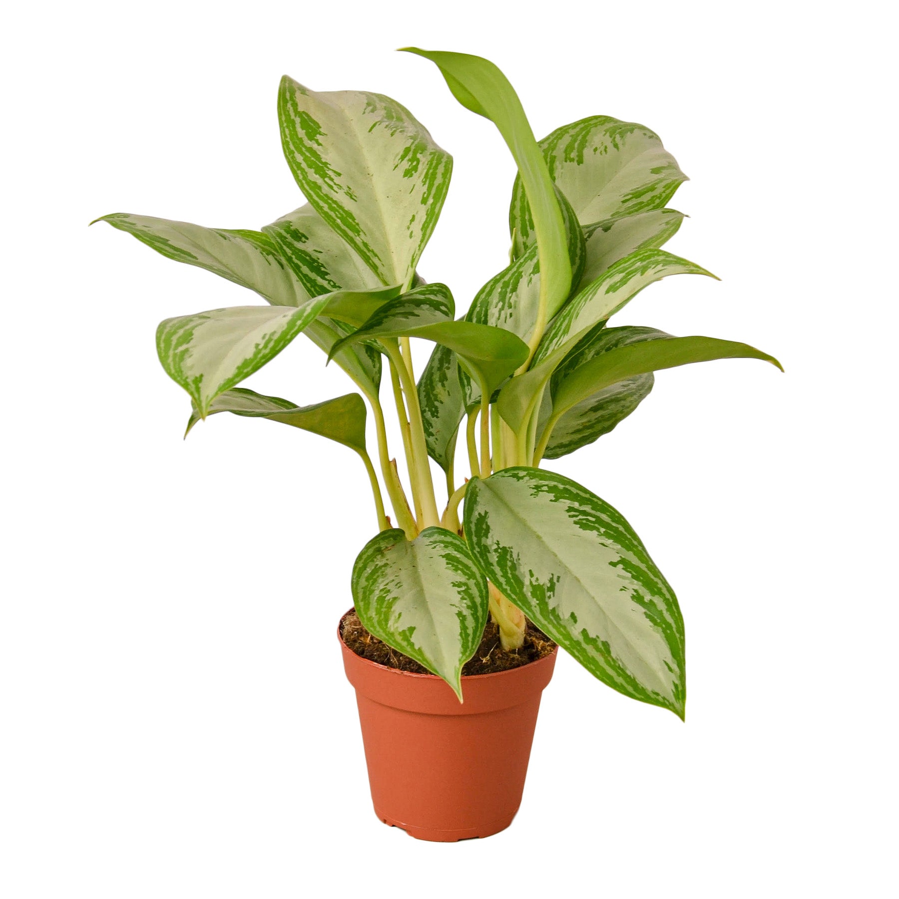 Chinese Evergreen 'Silver Bay' - Holiday Corner