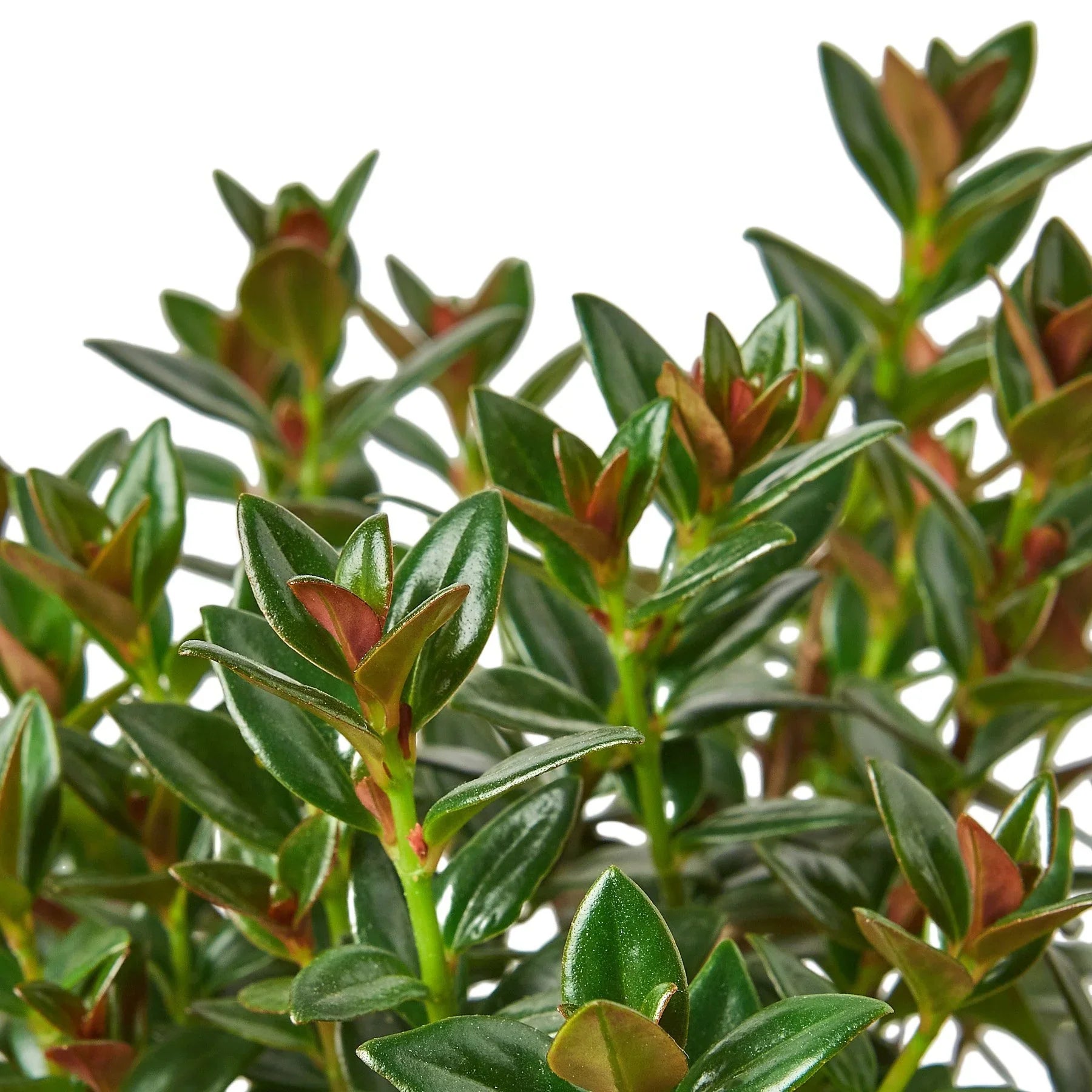 Nematanthus Black Goldfish Plant - Holiday Corner