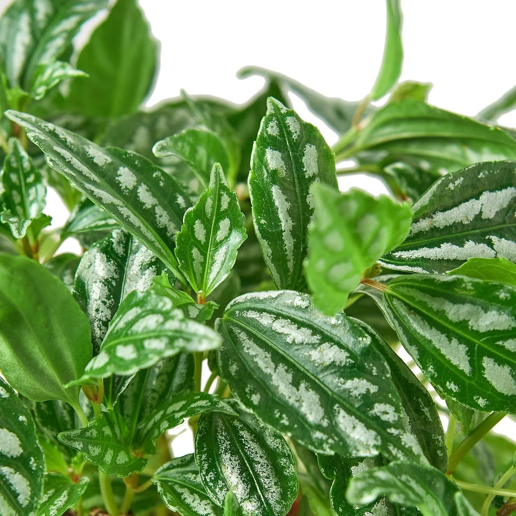 Pilea 'Aluminum' - Holiday Corner