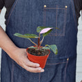 Philodendron 'Pink Princess' - Holiday Corner