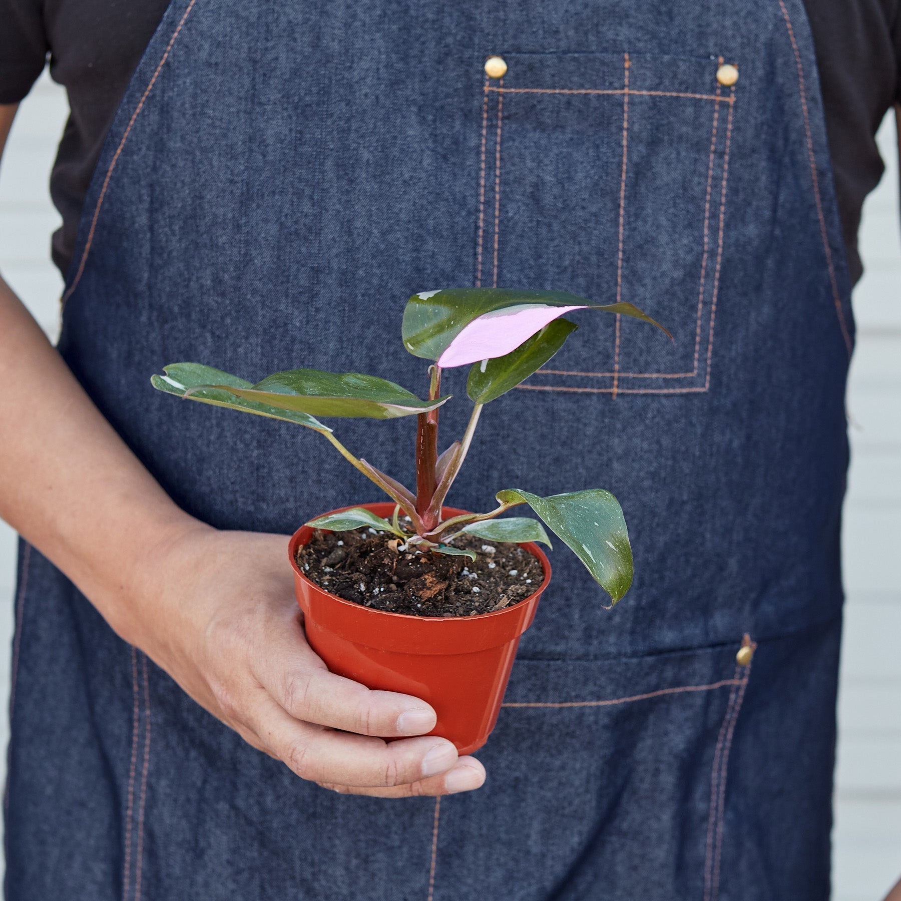 Philodendron 'Pink Princess' - Holiday Corner