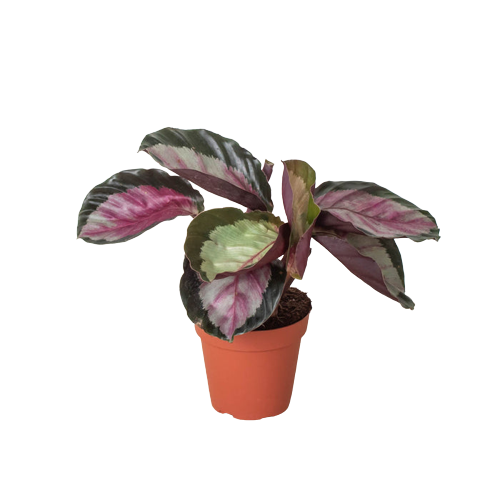 Calathea roseopicta 'Silvia' - Holiday Corner