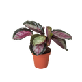 Calathea roseopicta 'Silvia' - Holiday Corner