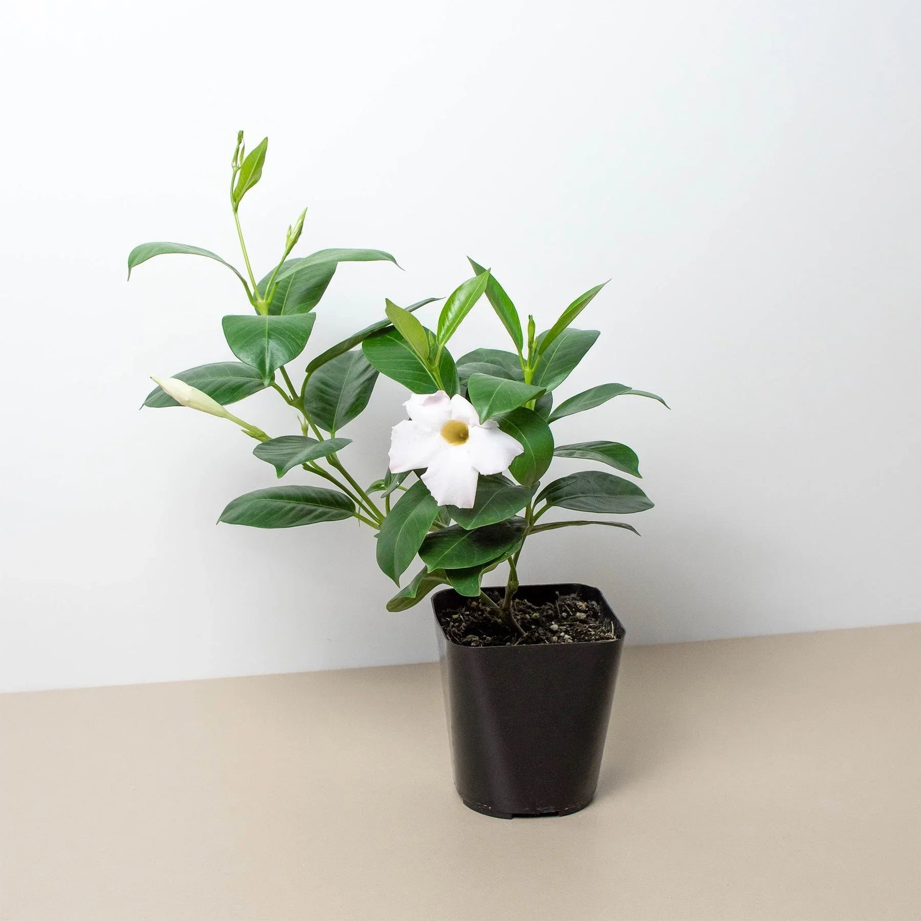 Dipladenia Premier Hot Pink - Holiday Corner