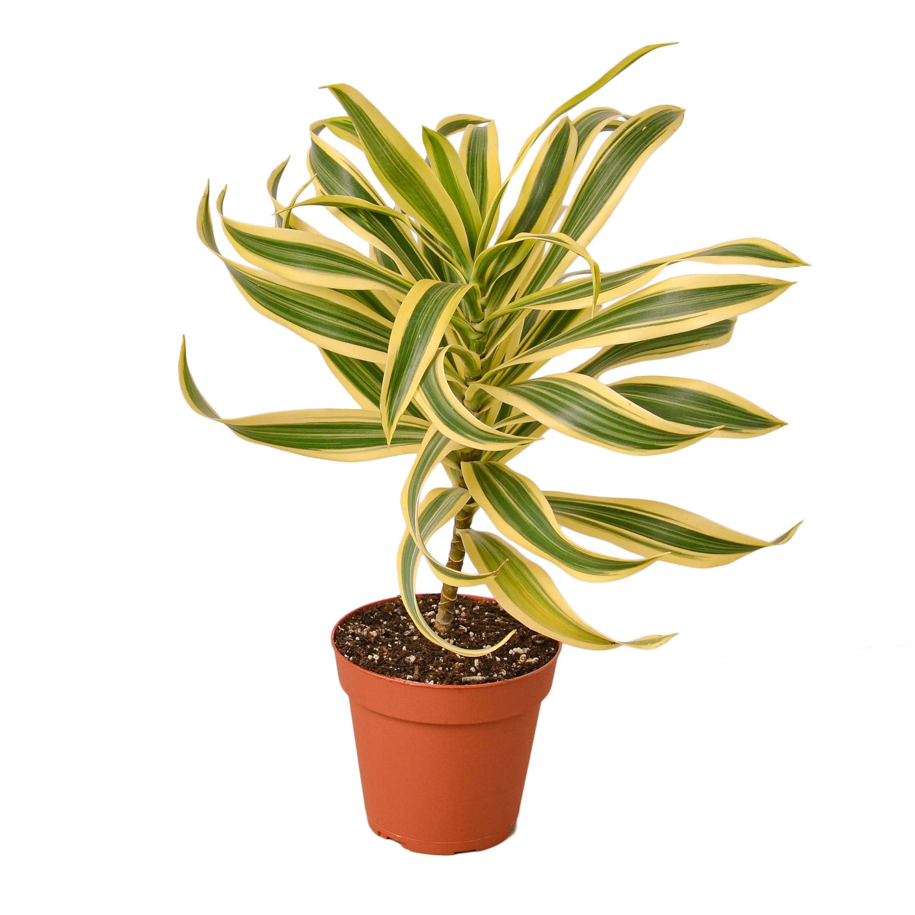 Dracaena 'Song of India' - Holiday Corner