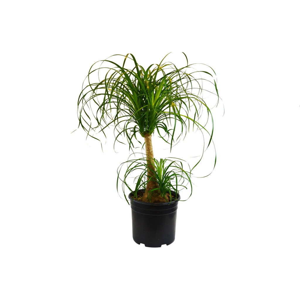 Palm Ponytail - Holiday Corner