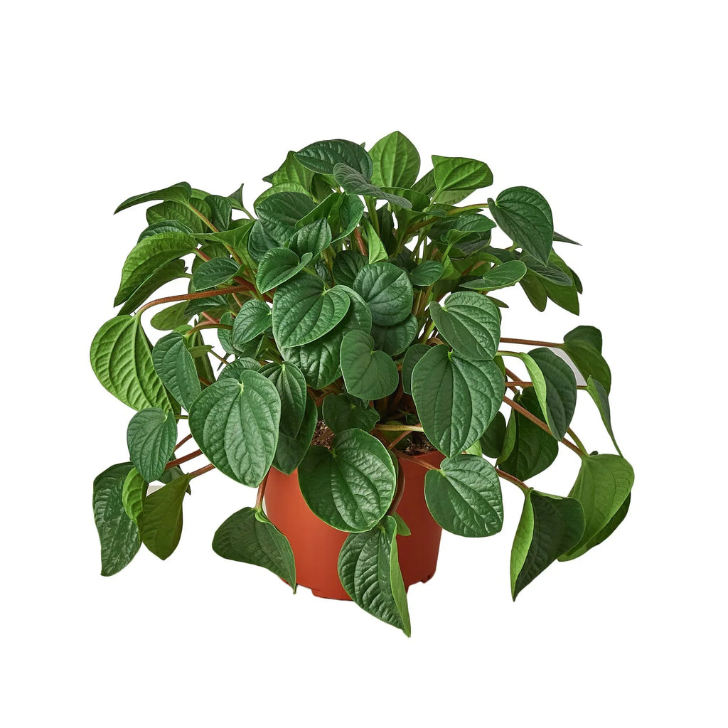 Peperomia 'Rana Verde' - Holiday Corner