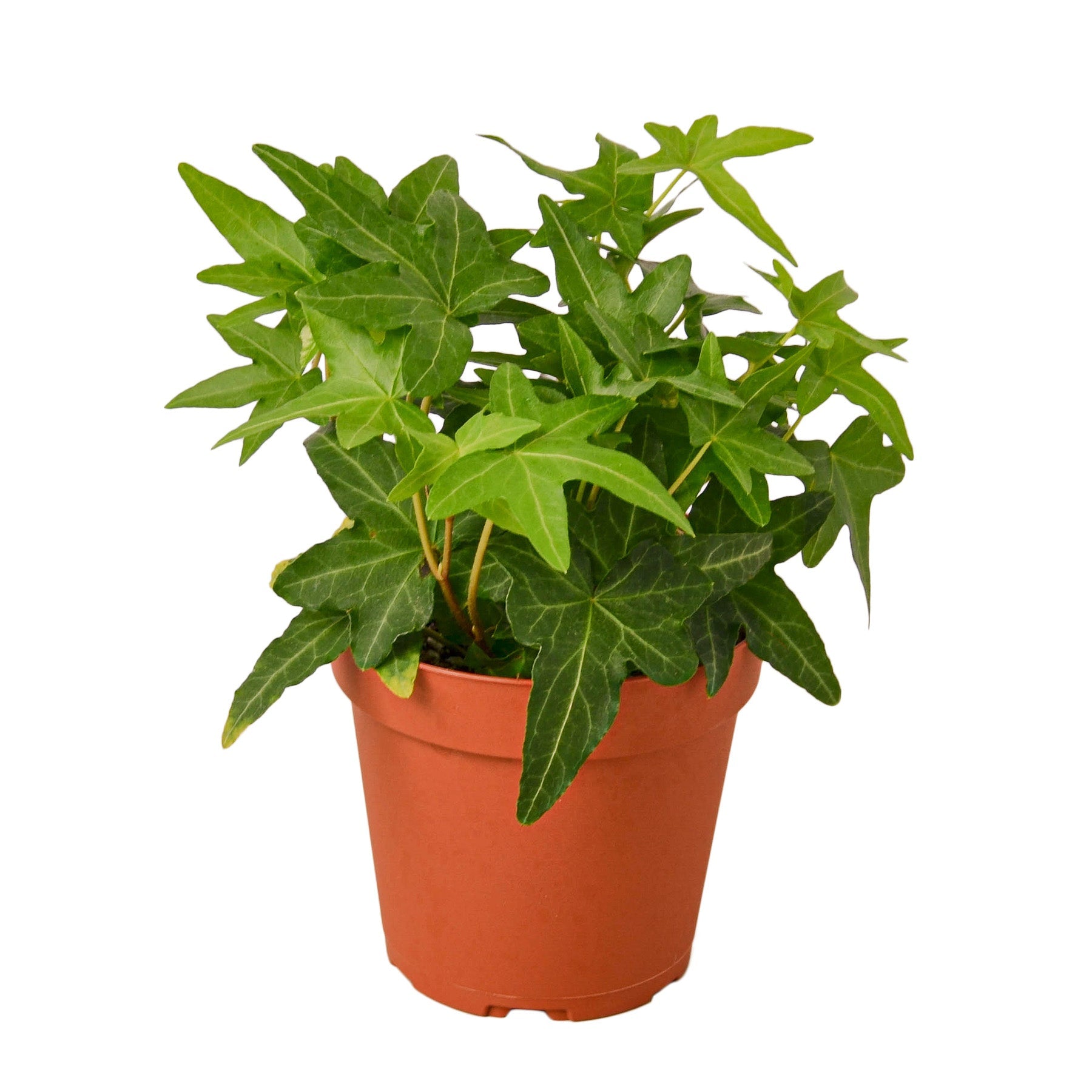 English Ivy Green California - Holiday Corner