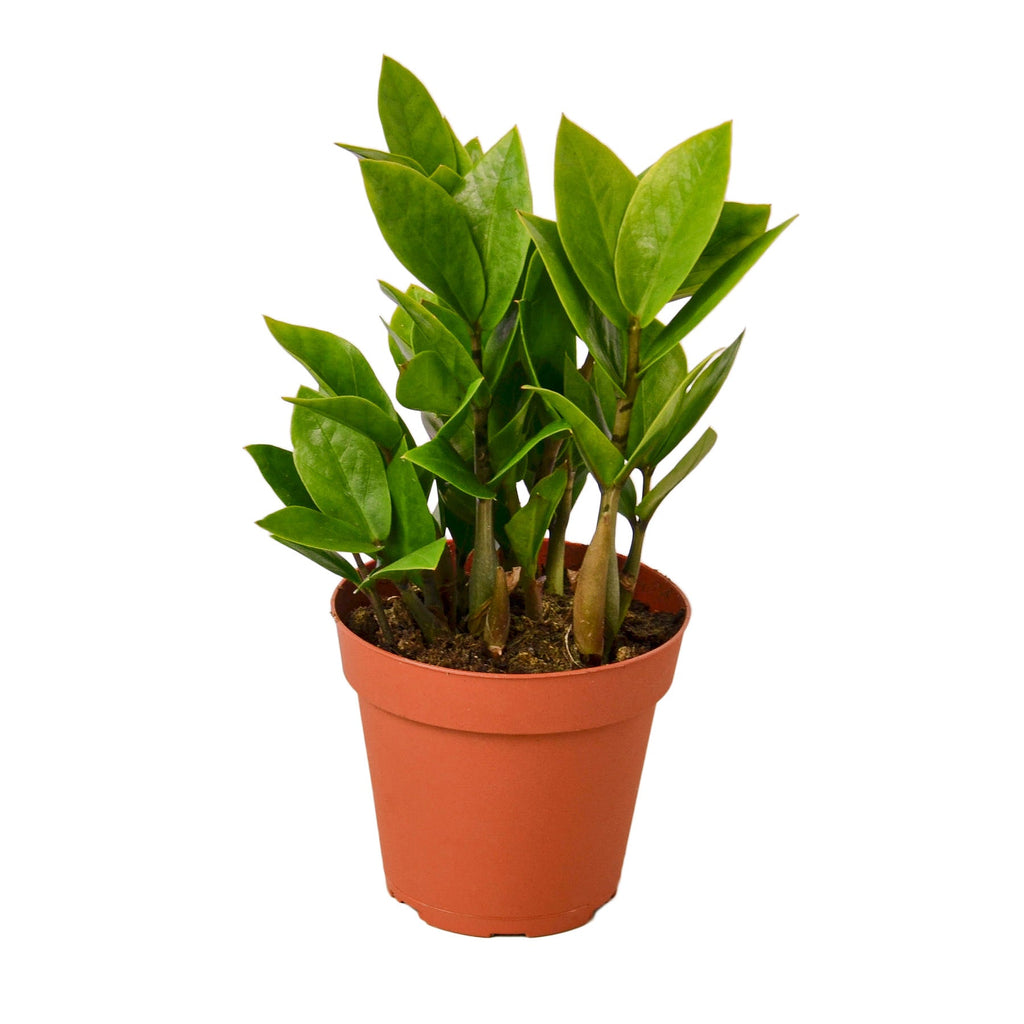 Zamioculcas Zamiifolia ZZ - Holiday Corner