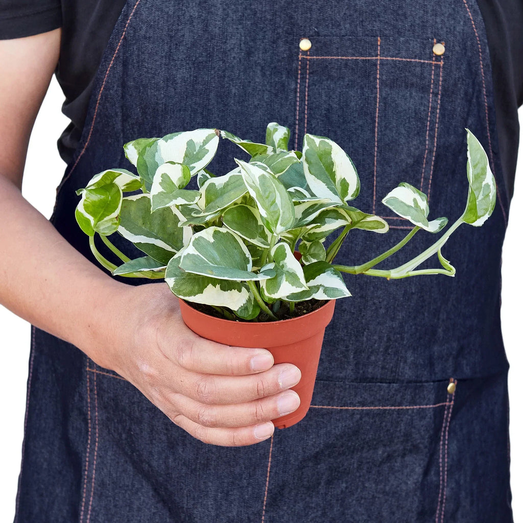 Pothos 'N'joy' - Holiday Corner