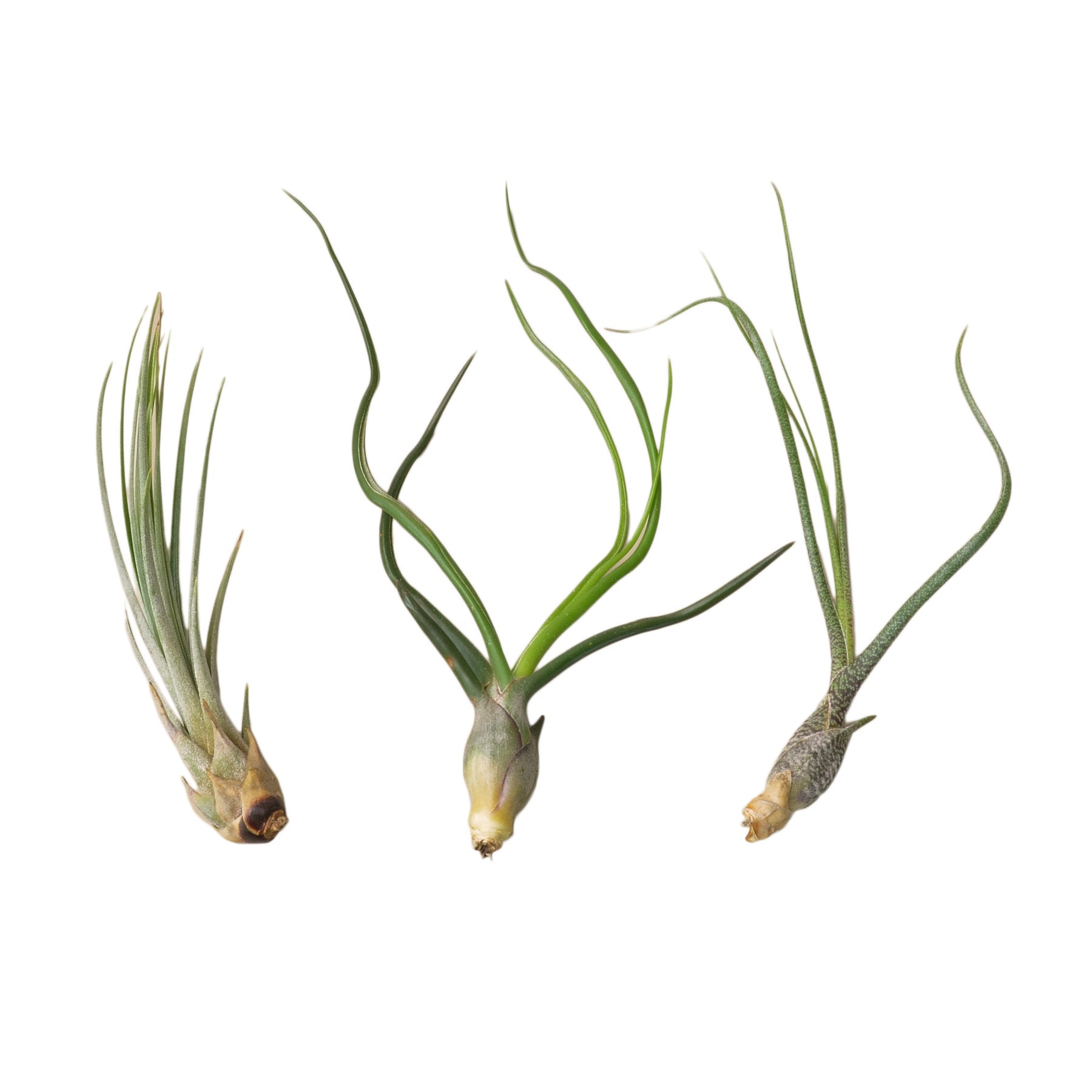 3 Large Tillandsia Air Plant Variety Pack - Holiday Corner