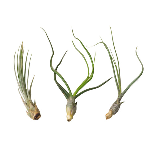 3 Large Tillandsia Air Plant Variety Pack - Holiday Corner