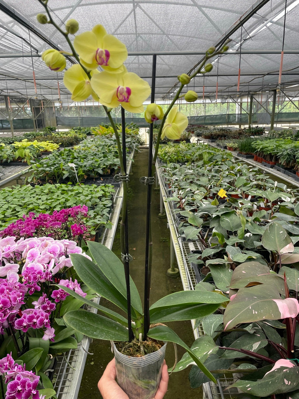 Orchid 'Yellow Phalaenopsis' - Holiday Corner