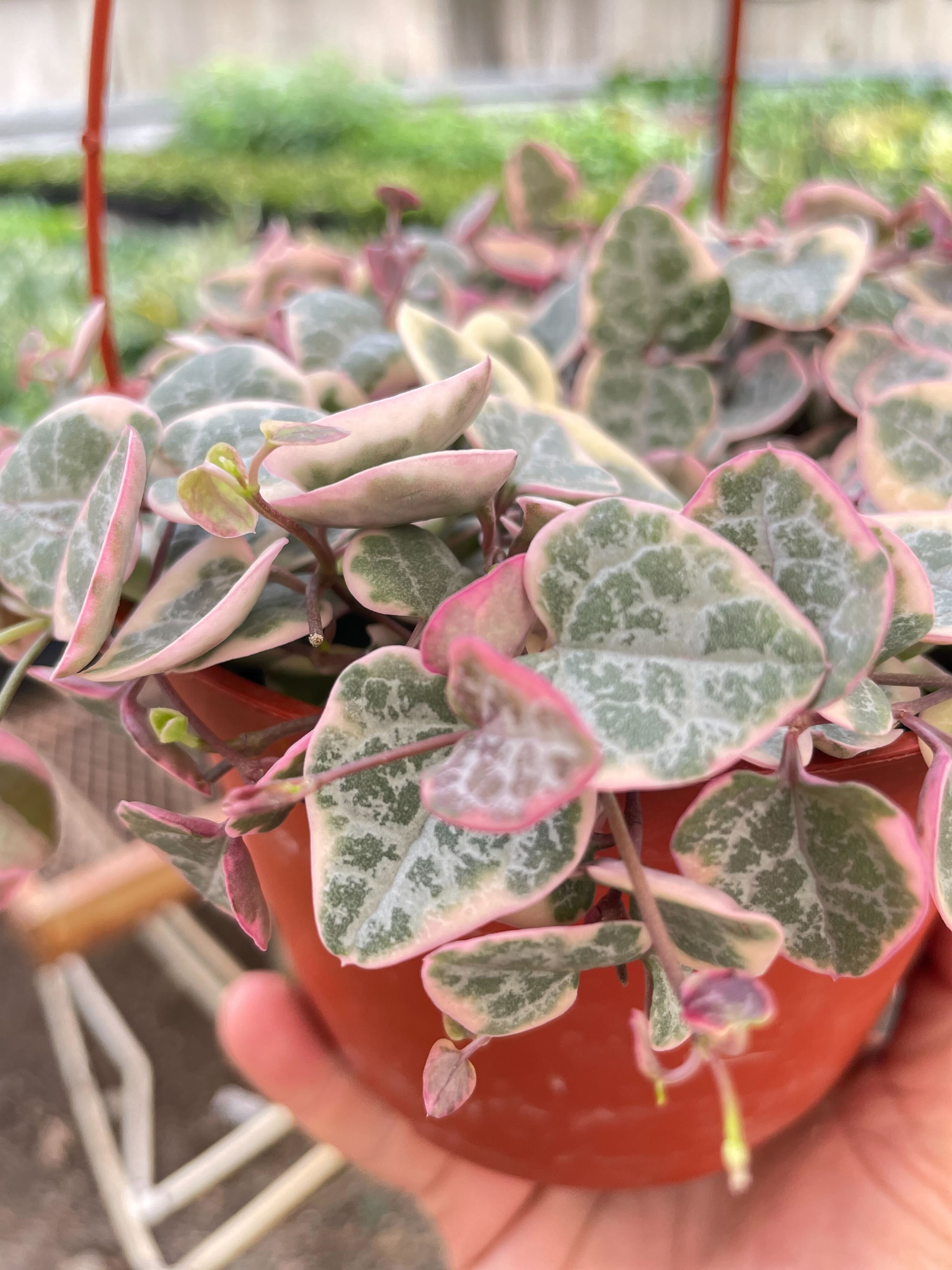 String of Hearts Variegated - Holiday Corner